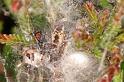 Dictyna_arudinacea_D7394_Z_86_NP De Hoge Veluwe_Nederland